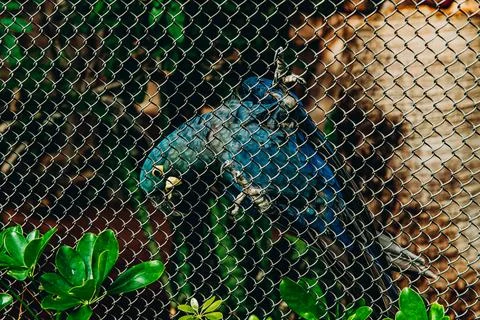 Blue parrot perched on a chain link fence in a garden setting Stock Photos