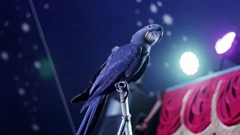 Blue parrot perched on stand during circus performance under bright stage lights Stock Footage 340387722
