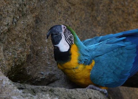 Blue parrot Stock Photos