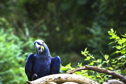 A Blue Parrot Stock Photos