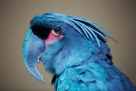 Blue parrot side on  Stock Photos