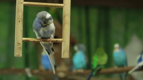 Blue Parrot Swings Stock Footage 296039738