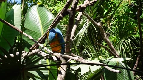 Blue Parrot in the Zoo Stock-Footage 342329539