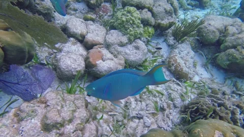 A blue parrotfish eats coral on the sea bed of the tropical waters off Hol Stock Footage 252190369