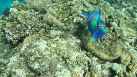 Blue Parrotfish exploring underwater fish and marine life scuba diving Red Sea  Stock Footage 251700130