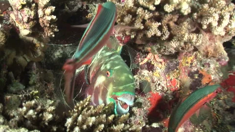 Blue Parrotfish Stockbeeldmateriaal 332767283