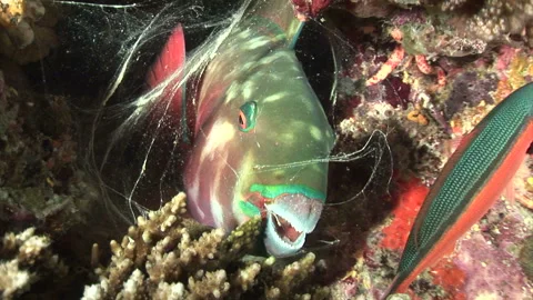 Blue Parrotfish Stock Footage 332767298
