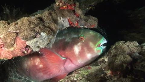 Blue Parrotfish Stock Footage 332767305