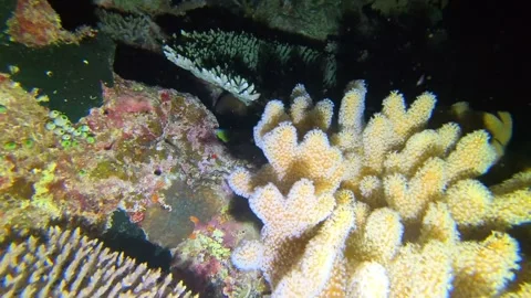Blue Parrotfish Head Visible Beneath Coral at Night – Indonesia Reef Stock Footage 320155496