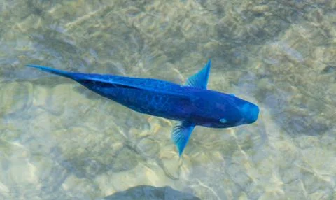Blue Parrotfish Stock-Fotos