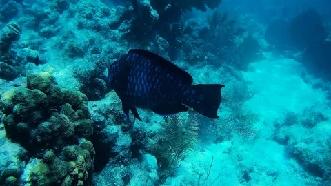 Blue Parrotfish in the reef Stock Footage
