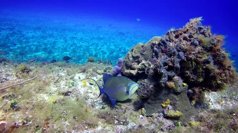A blue parrotfish search the rocks at reef Stock Footage 113541304