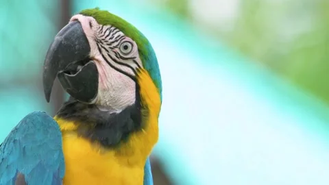 The blue parrots Stock Footage 202624765