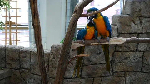 Blue parrots kiss while sitting on a branch. 스톡 동영상 150495804