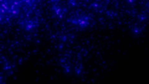 BLUE particles glowing on the black background. Black background with light p Stock Footage 218579592