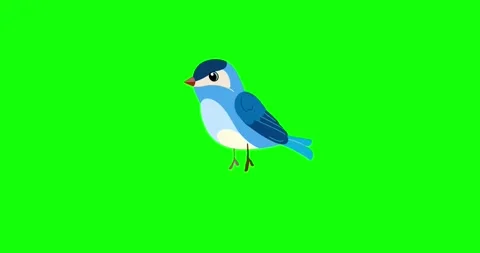 Blue passerine bird jumping forward green screen Stock Footage 306576270