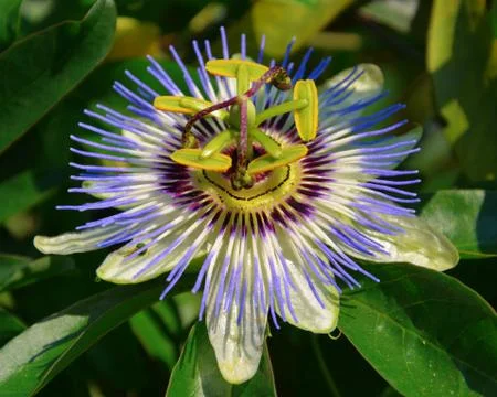 Blue Passion flower Stock Photos