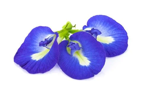 Blue pea flowers on white background Stock-Fotos