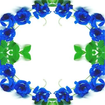Blue pea Stock Photos