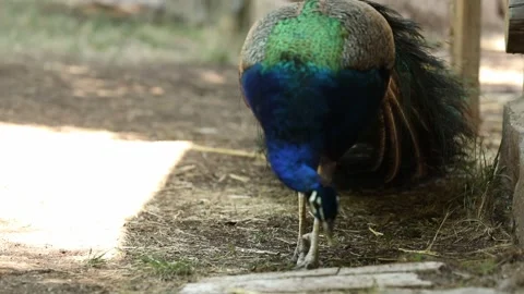Blue peacock 2 Video stock 333508284