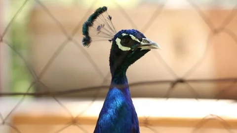 Blue peacock 3 Stock Footage 333508285