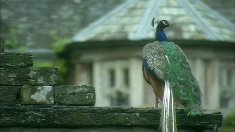 Blue Peacock with back to camera standing on wall with old building behind Video stock 95599049