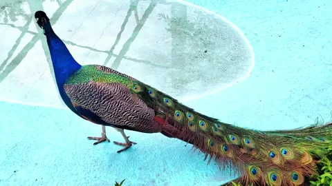 The blue Peacock bird on the blue background. Peacock portrait. Stock Footage 277680707