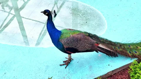 The blue Peacock bird on the blue background. Peacock portrait. Video stock 277955150