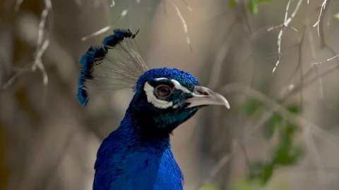 Blue peacock blinks and opens the beak 스톡 동영상 88832199