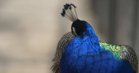 Blue peacock cleans feathers Stock-Footage 91401384