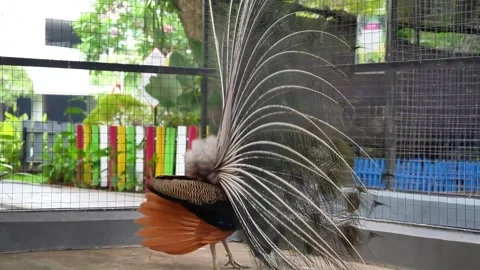 Blue Peacock Dancing, Cage, Wide Shot Vídeo Stock 334314468