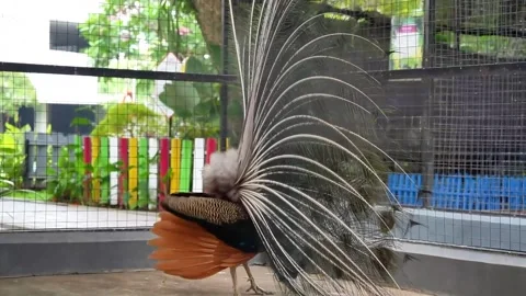 Blue Peacock Dancing Courtship Behavior with Bird Ambient Sound 4K Vídeo Stock 335427893