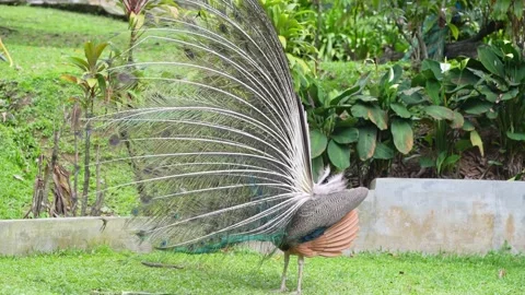 Blue Peacock Dancing Courtship Behavior in Wildlife 4K Vídeos de archivo 336765220