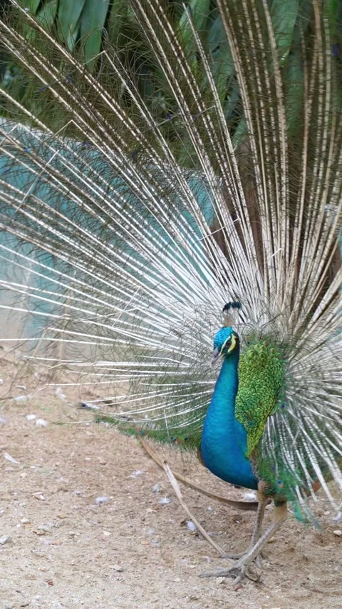 Blue Peacock Dancing Courtship Behavior in Wildlife 4K Vídeos de archivo 336834096
