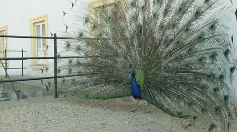 Blue peacock displaying beautiful feather coat Stock Footage 49536536