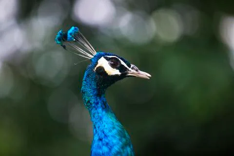 The blue peacock face  Stock Photos