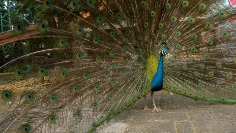A blue peacock fanning Stock Footage 244781143