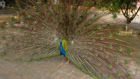 A blue peacock fanning Stock Footage 244781844