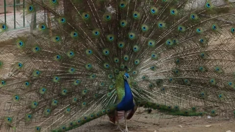 A blue peacock fanning its Stock Footage 244742369