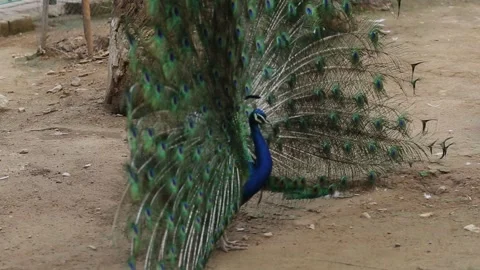 A blue peacock fanning its Stock Footage 244742407