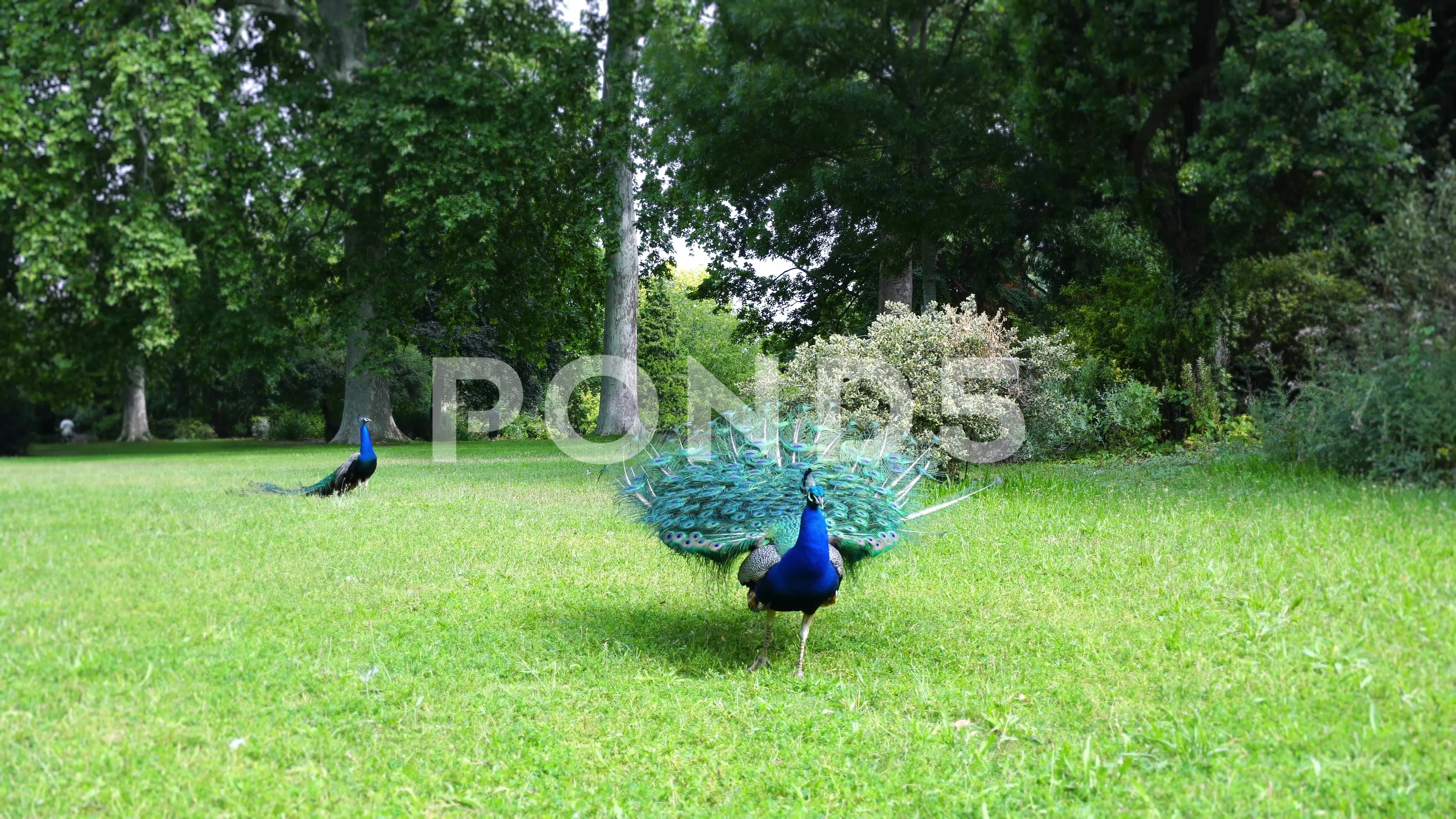 A blue fanning its tail on green... Stock Video | Pond5