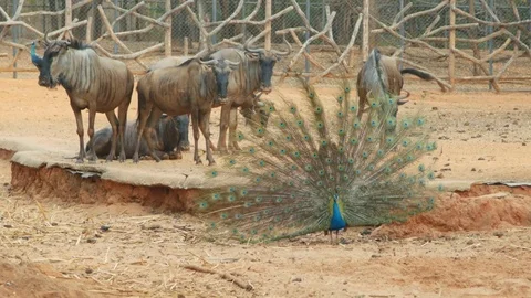 Blue peacock with feathers extended flutters its feathers Video stock 73768933