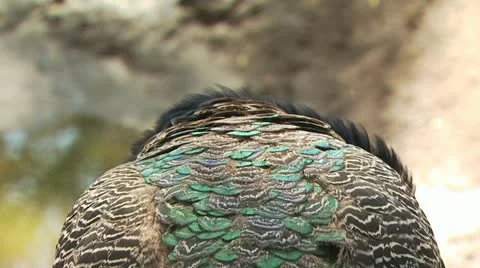 Blue Peacock Fixing Feathers 스톡 동영상 19050219