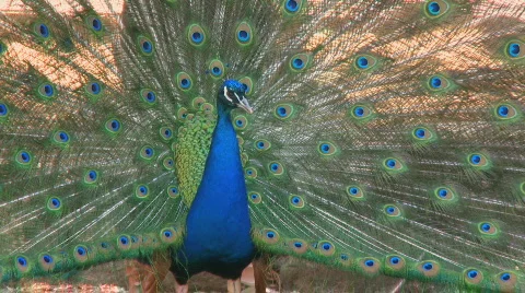 Blue Peacock Stock Footage 114227