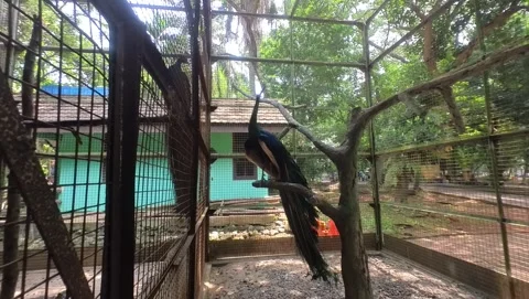 Blue peacock Stock Footage 282654171