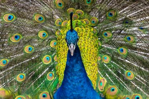 Blue Peacock in full bloom Stock Photos