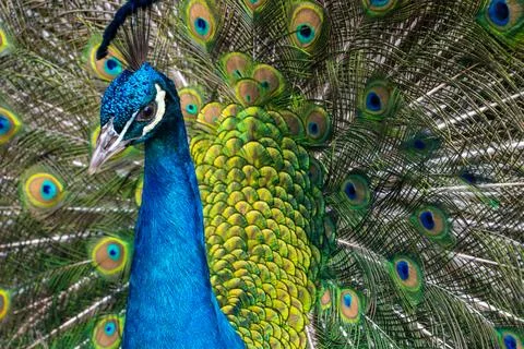 Blue Peacock in full bloom Stock Photos