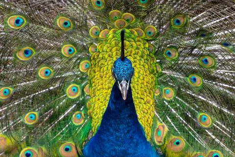 Blue Peacock in full bloom Stock Photos