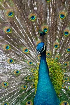 Blue Peacock in full bloom Stock Photos