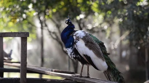 The blue peacock in the garden Stock Footage 120825392